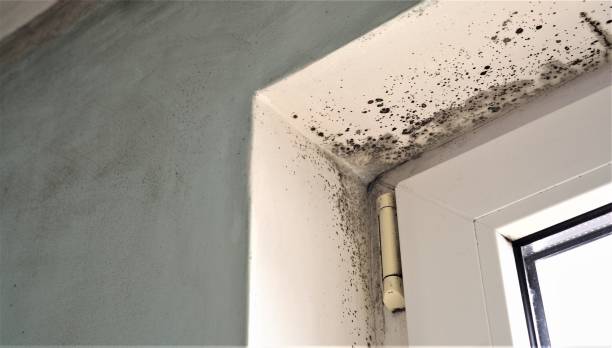 Best Emergency Mold Remediation  in Filer, ID